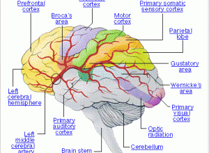 Brain Components diagram
